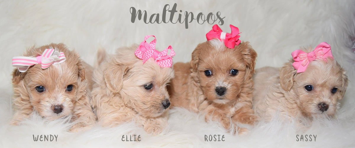miniature maltese poodle puppies for sale