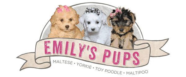 Emilys Pups Maltese Toy Poodle