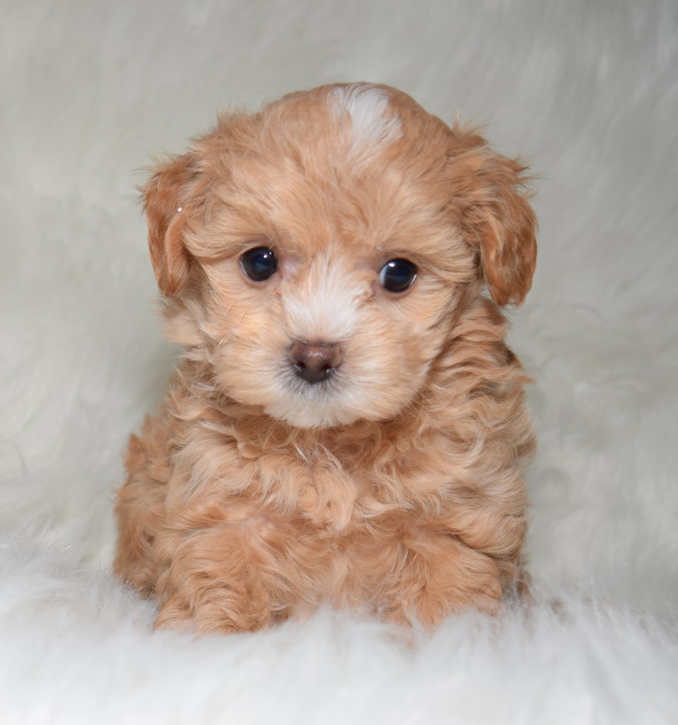 maltipoo-puppy-for-sale